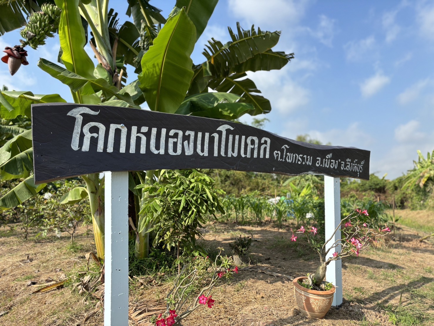 🌈 23/02/67 พช.สิงห์บุรี ร่วมกิจกรรมเอามื้อสามัคคี สืบสานวิถี ชาวโคก หนอง นา พัฒนาชุมชนเมืองสิงห์บุรี สู่ความยั่งยืน